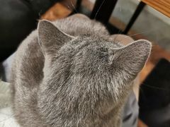 -猫小院猫主题餐厅(三里屯店)