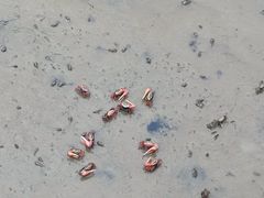 -北海金海湾红树林生态旅游区