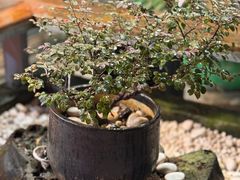 -都念榴莲·城市榴莲