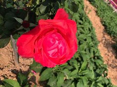 -松山湖梦幻百花洲