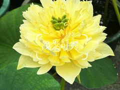 -云溪植物园