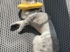 -艾吉宠物医院·疑难杂症转诊中心·猫友好(碧江路院)