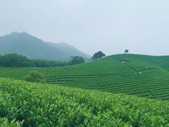 -白茶原·一片叶子