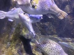 -太平洋海底世界