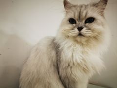 -李小姐の猫咖啡馆(五角场店)