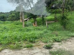 -沈阳森林动物园