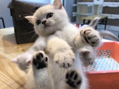 -喵zoo家庭繁育猫舍(尖东智能花园店)