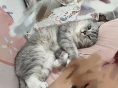 -瑞派福兴宠物医院犬猫全科·骨科·中西医结合(河东店)