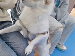 -天使宠物医院·犬猫分诊(彩虹店)