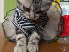 -袖虎·猫馆(体育西路店)