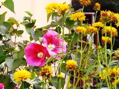 老爷山财宝殿旁的花儿-老爷山风景区