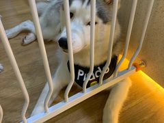 -Husky Go! 哈士奇体验馆·宠物咖啡厅狗咖