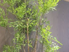 -苏淮景·苏闽融创菜·海鲜(原空港井河轩店)