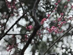 -秋霞圃