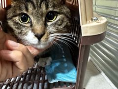 -纳吉亚猫专科动物医院(康都外科中心)