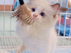 -翊宠yipet猫狗购宠庄园犬舍•猫舍