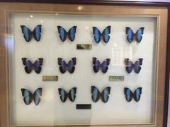 -上海昆虫博物馆