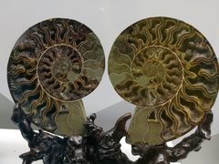 -贝壳王国博物馆