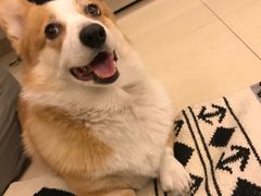 -纳吉亚猫专科动物诊疗中心(蒋宅口分院)