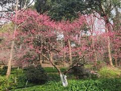 -杭州植物园