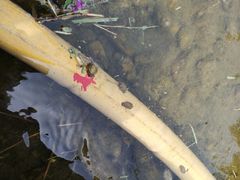 -武清南湖绿博园