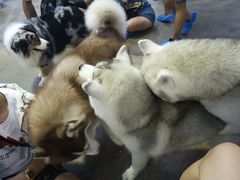 -TrueLove @ Neverland (Husky Cafe)