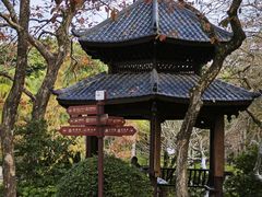 -金花茶公园
