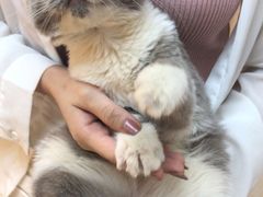 -lincat·猫舍(广州店)