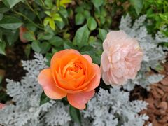 -深圳仙湖植物园