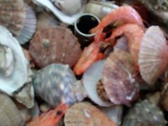 -蓝珊甄选海鲜自助·火锅大排档(近阿那亚店)