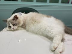 -安格丽娜·狗咖·猫咖羊驼咖(春熙路百盛商场店)