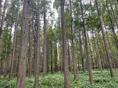 -黄海国家森林公园