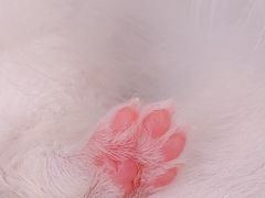 -康旭宠物医院(郑州总院)