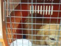 -酷狗靓猫宠物·洗护·美容·寄养(航北路店)
