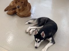 -共舞时光猫咖·狗咖(新街口店)
