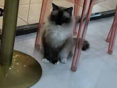 -糯米喵星人·撸猫猫舍咖啡馆(西市场嘉华店)