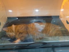 -暖阳宠物医院·犬猫康复中心·骨科