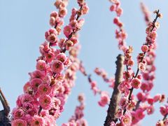 -香雪海