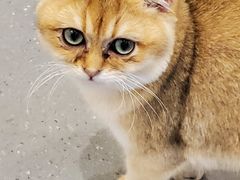 -飞行喵MR PILOT|猫舍·猫咖(静安大融城店)