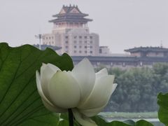 -莲花池公园