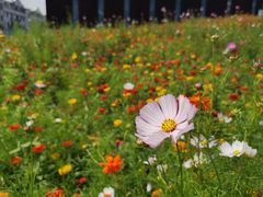 -中共上海市委党校 上海行政学院