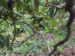 -塘栖枇杷特色园区