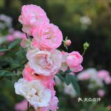 人民公园月季花展
