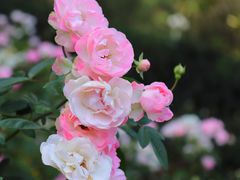 -人民公园(罗湖区)