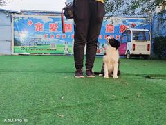 -宠物寄养训练学校