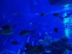 -成都浩海立方海洋公园