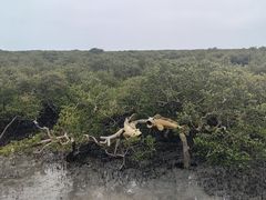 -北海金海湾红树林生态旅游区