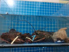 -宾朋海鲜特色美食餐厅·纯手工鲅鱼水饺(兴海路店)