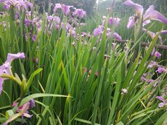 -成都市活水公园