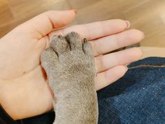 -柯斗斗主题餐厅·狗咖·围炉煮茶·茶饮(国瑞升平里店)